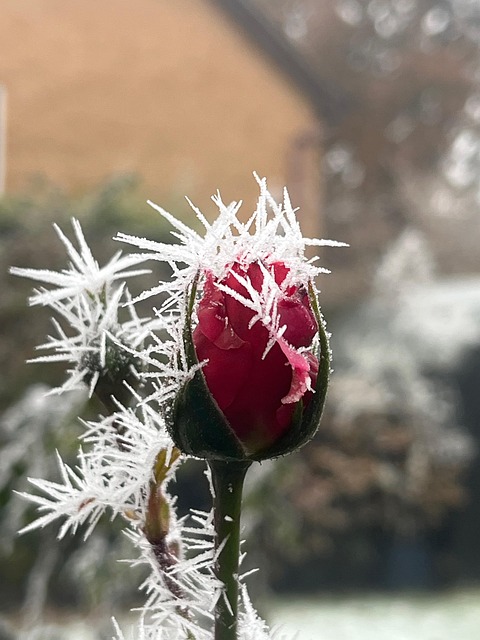 Rose, Frost, Eis, Kalt, Winterlich
