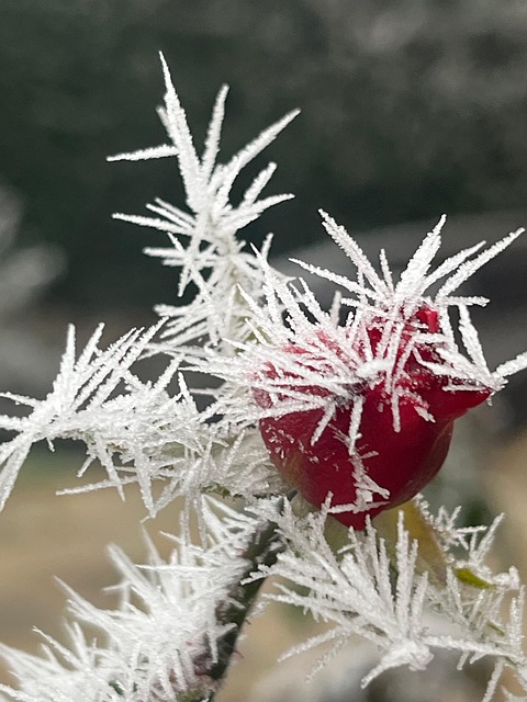 Frost, Winter, Eis, Natur, Kalt, Rose