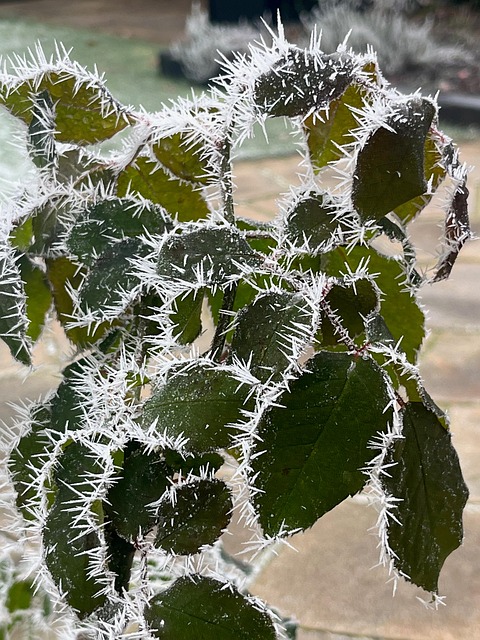 Rose, Blätter, Laub, Winter, Kalt