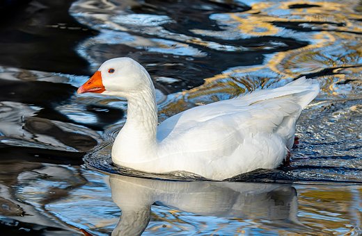 Pták, Husa, Peří, Vodní Ptáci, Fauna