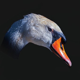 Pták, Labuť, Zobák, Jezero, Voda, Peří