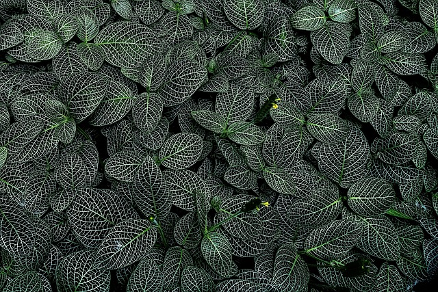 leaves, plants, foliage, green, pattern, nature, garden, botany