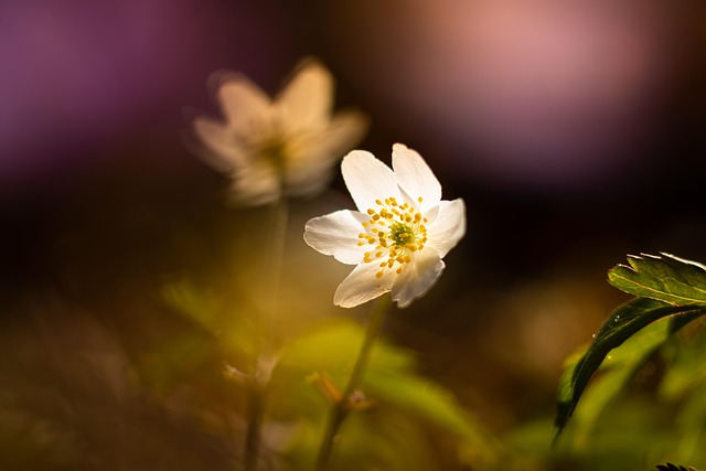 Blomst, Træanemone, Smukke Blomster
