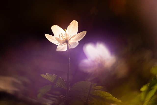 Træanemoner, Forår, Blomst, Blomstre