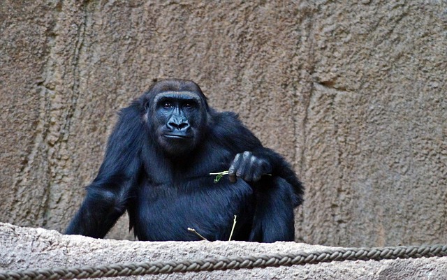 Gorila, Macaco, Mamífero