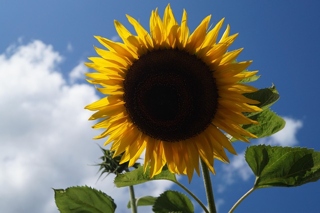 Girassol, Flor, Plantar, Jardim, Flora