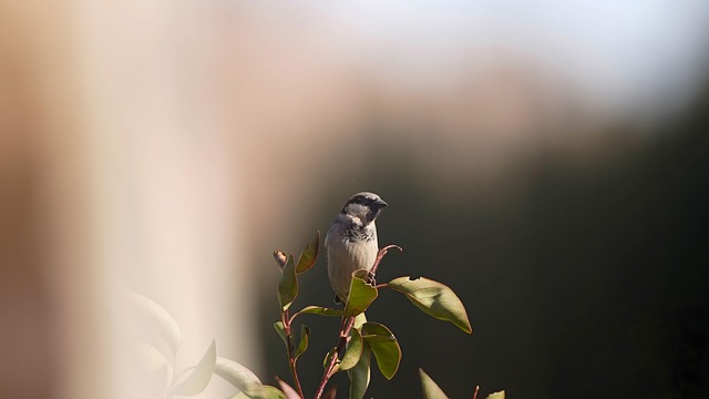 Free Sparrow Background photo and picture