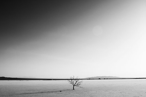 Free Desert Grass photo and picture