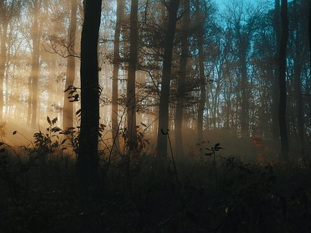 Wald, Bäume, Sonnenuntergang, Natur