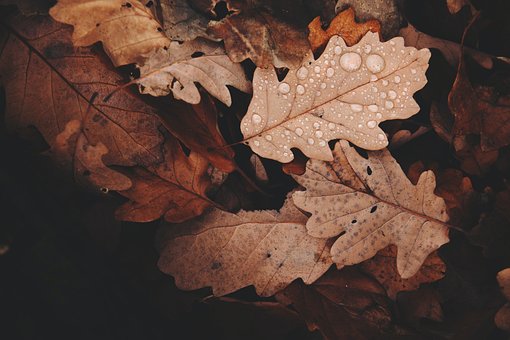 Blatt, Baum, Natur, Herbst, Bäume