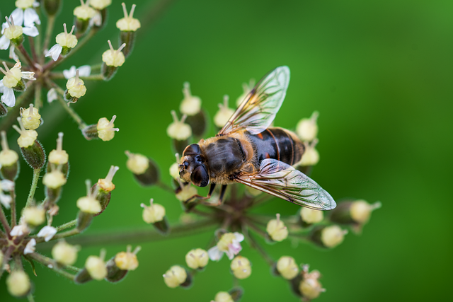 Free bee insect winged insect illustration