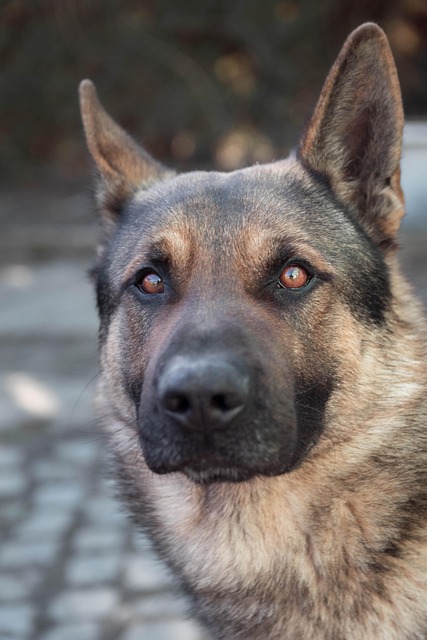 Cachorro, Olhos, Animal, Retrato