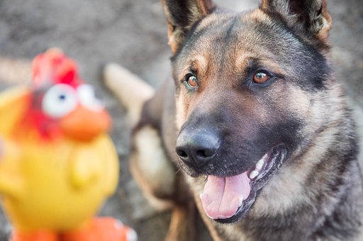 Cachorro, Animal, Bicho De Estimação
