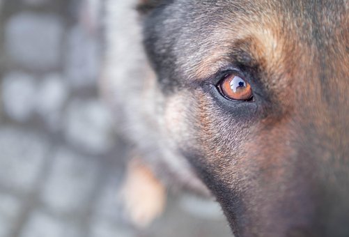 Cachorro, Bicho De Estimação, Olho