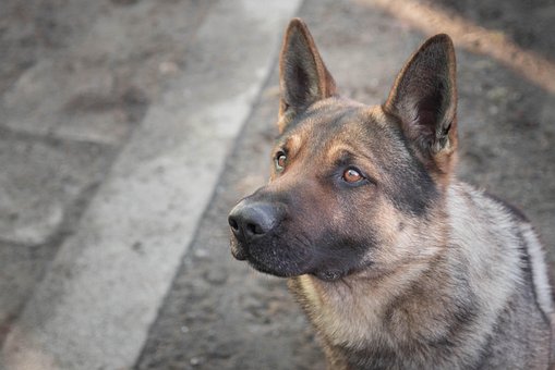 Cachorro, Bicho De Estimação, Animal