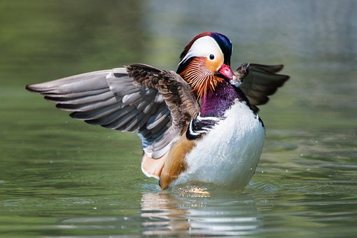 Fugl, Ornitologi, Mandarin Ænder, Arter