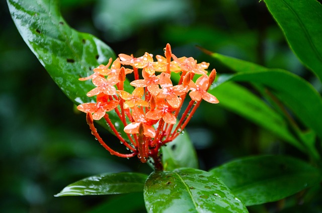 Blomst, Skrivebordsbaggrunde