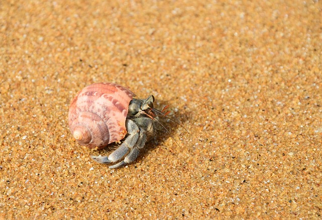 Eremitkrebs, Krabbe, Strand, Sand, Natur