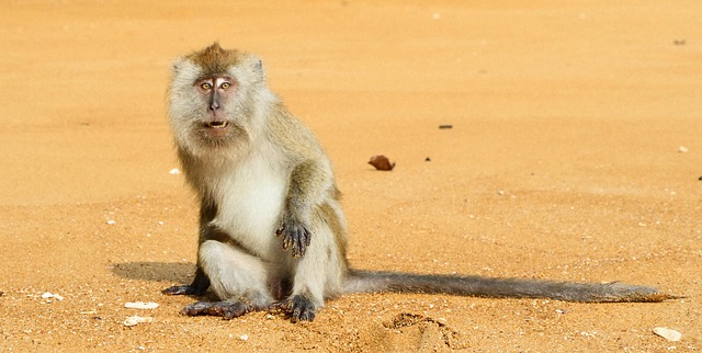 Abe, Makak, Macaca, Dyr, Pattedyr