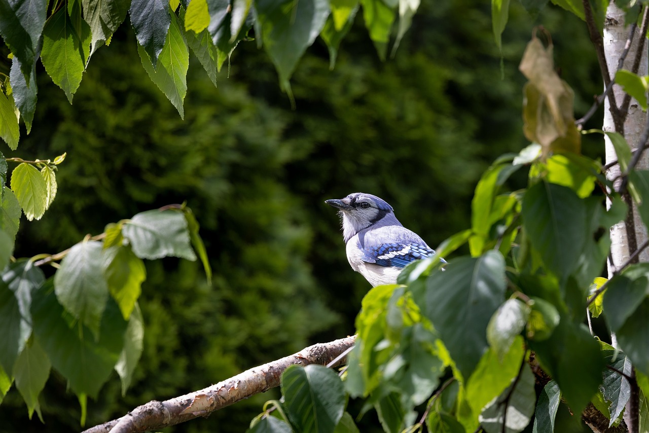 Bird Blue Jay Ornithology Free photo on Pixabay Pixabay