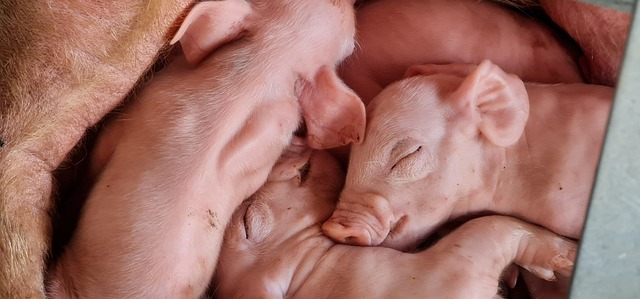 Free Pork Meat photo and picture