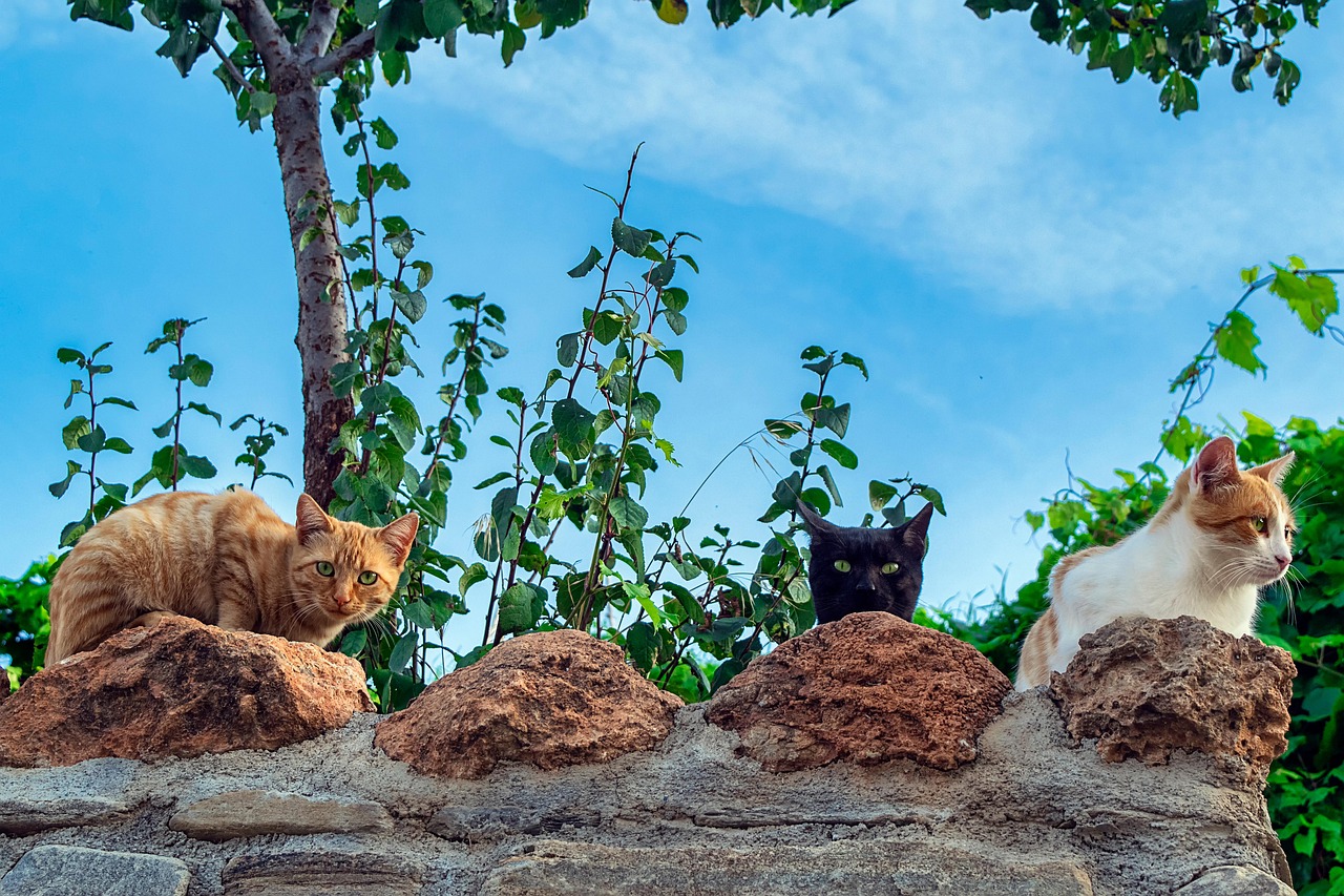 Cats - free online jigsaw puzzle photo