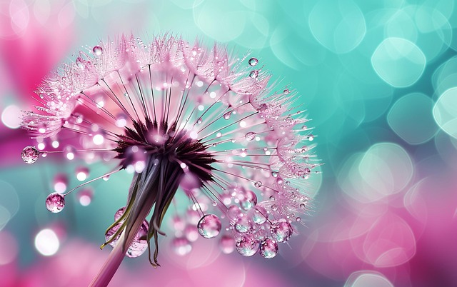 Free dandelion bokeh dew illustration