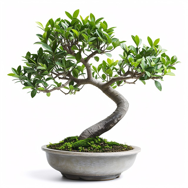Free ai generated bonsai pot illustration