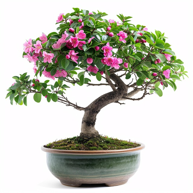 Download free HD stock image of Ai Generated Bonsai Free ai generated bonsai azalea illustration
