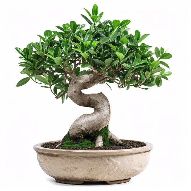 Free ai generated bonsai tree illustration