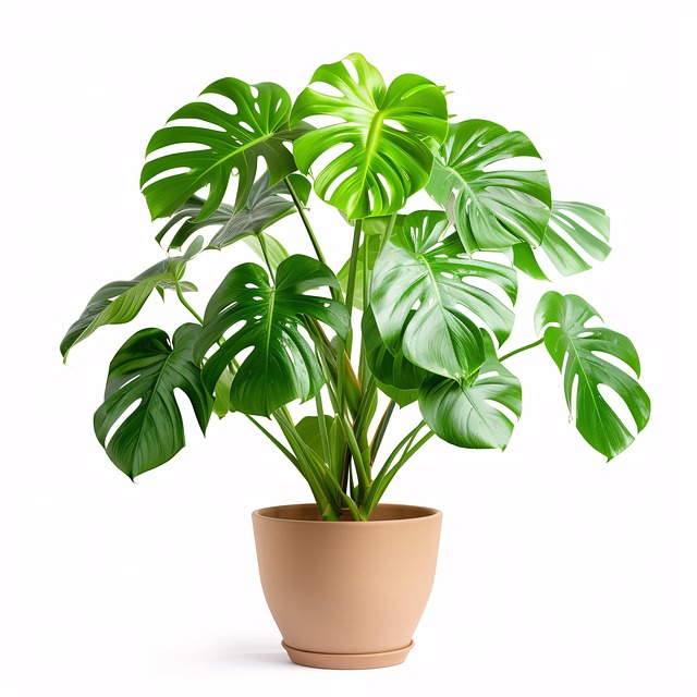 Free ai generated nature monstera illustration