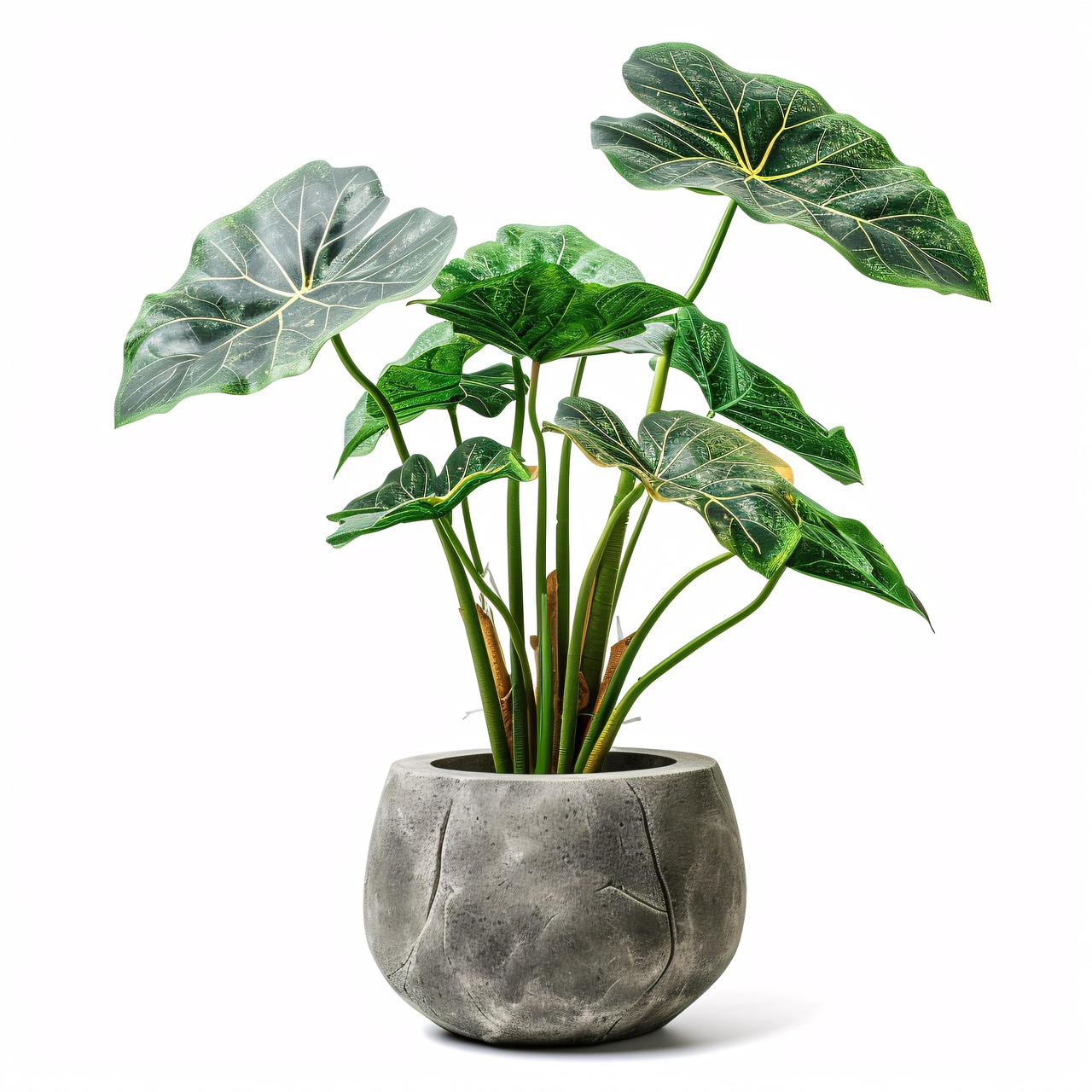 Download Alocasia Botany Plant Royalty-Free Stock Illustration Image