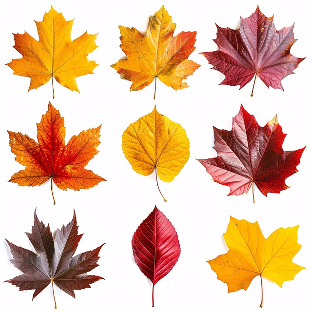 Free autumn leaves fall illustration
