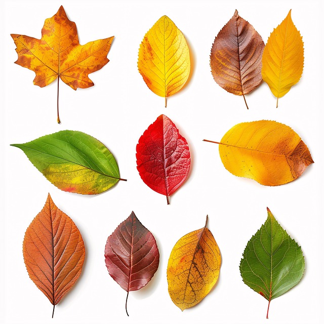Free autumn leaves fall illustration