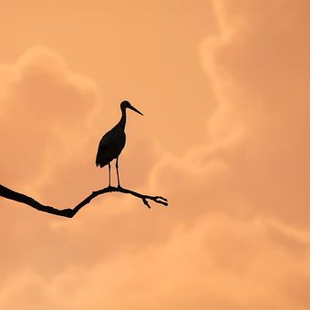 Čáp, Pták, Silueta, Strom, Zvíře, Fauna