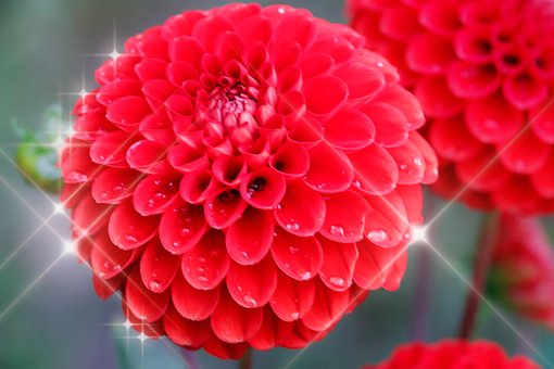 Free Nature Blossom photo and picture