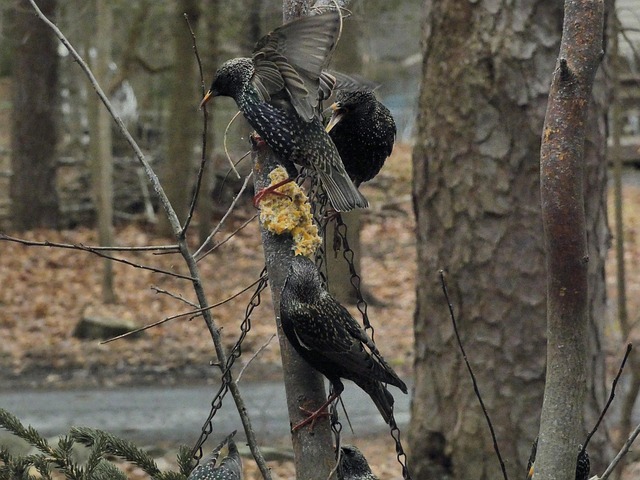 Free Starling Starlings photo and picture