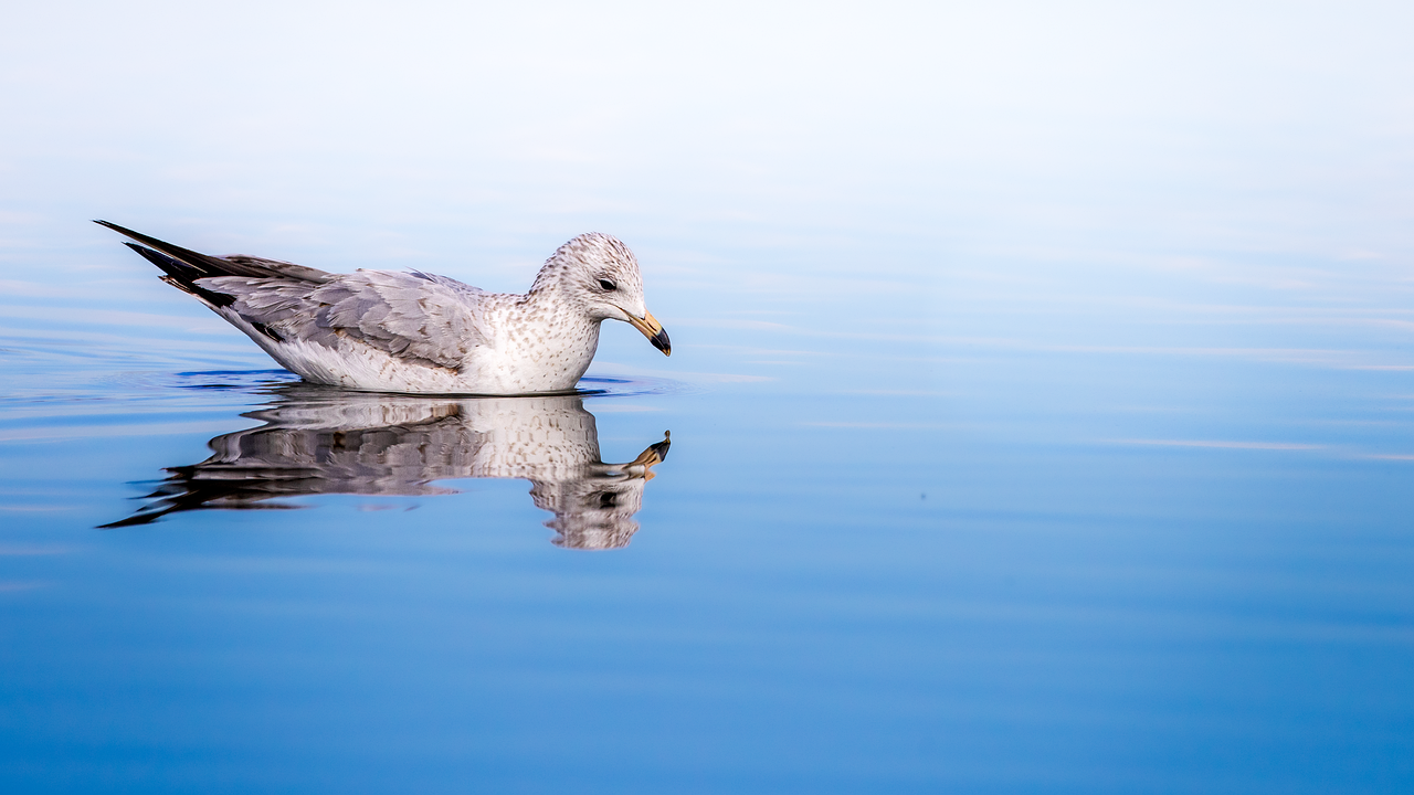 Seagull - free online jigsaw puzzle photo