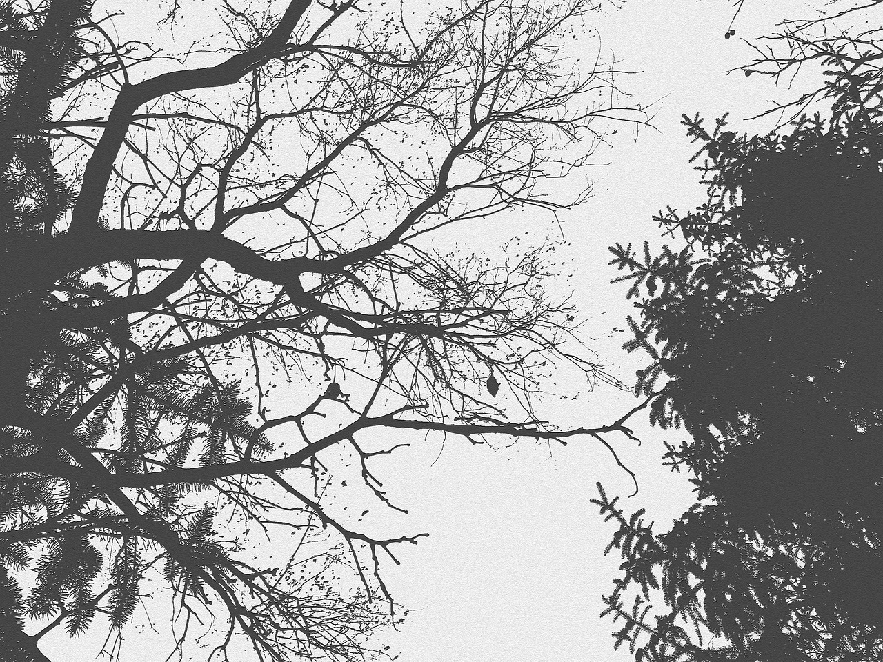 Tree Direction Pine Tree Direction Générale De La - Photo gratuite sur Pixabay - Pixabay