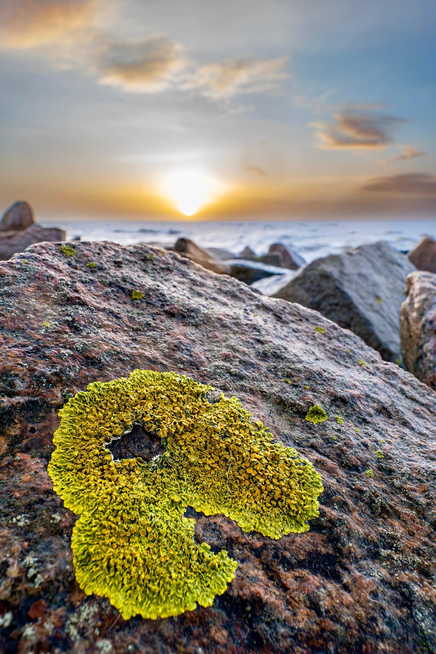 Commune Lichen Orange Le Coucher - Photo gratuite sur Pixabay - Pixabay
