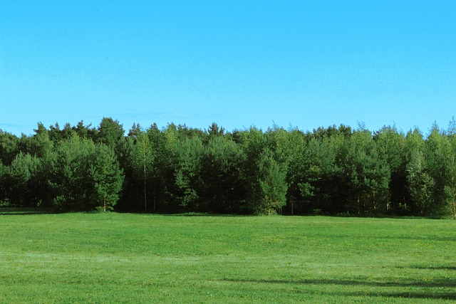 Free Forest Field photo and picture