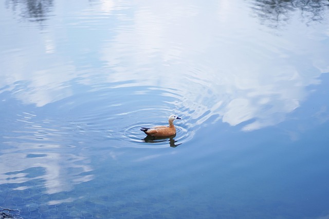 Free Lake Nature photo and picture