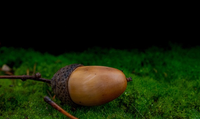 Agern, Egetræ, Efterår, Skov, Natur, Mos