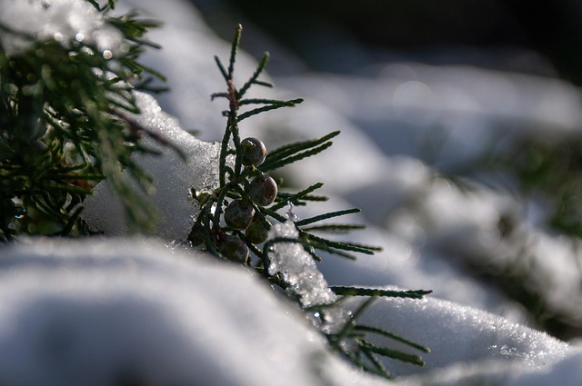 Vinter, Plante, Sne, Blade, Natur, Gren