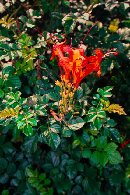Natur, Pflanze, Blume, Blüte, Frühling