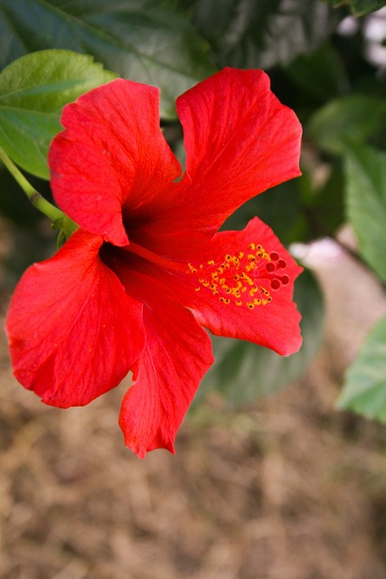 Natur, Blumen, Frühling, Blüte, Rose