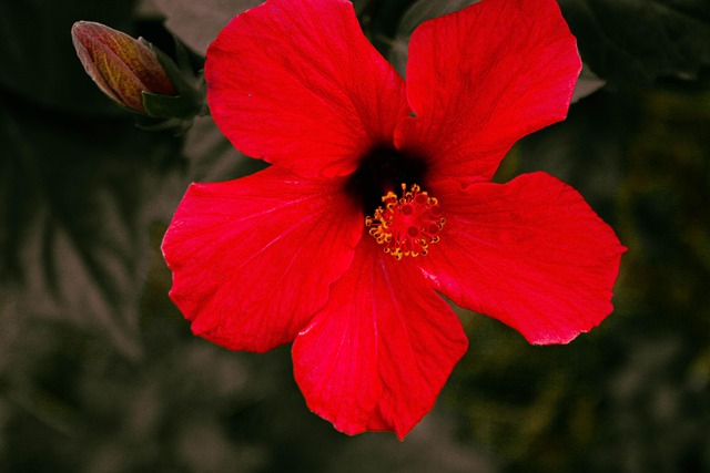 Natur, Blumen, Frühling, Blüte, Rose