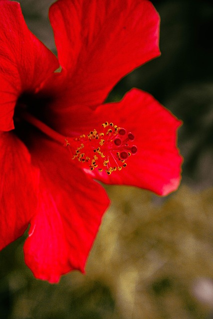 Natur, Blumen, Frühling, Blüte, Rose