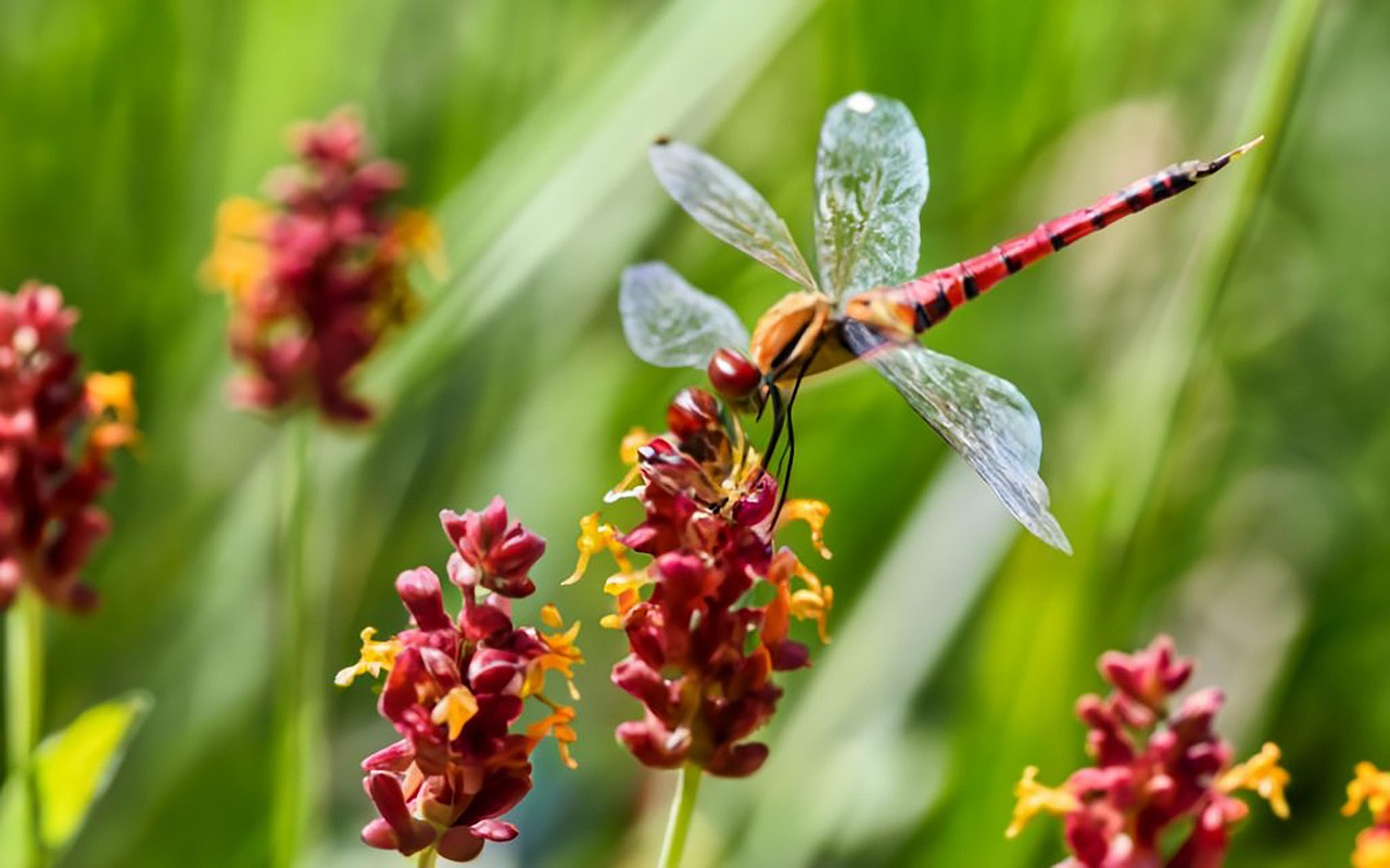 Download Dragonfly, Nature, Bug. Royalty-Free Stock Illustration Image ...