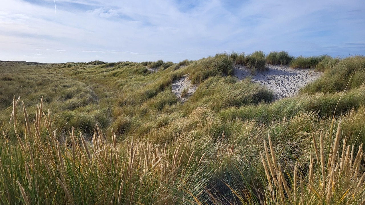 Sand Dunes Beach Holland - Free photo on Pixabay - Pixabay
